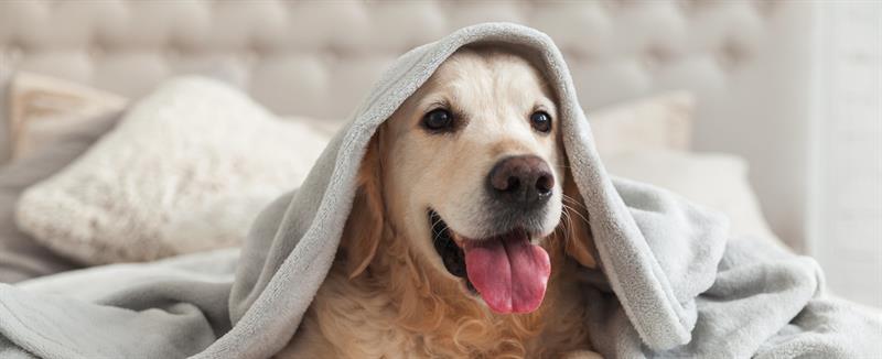 1968 Hkw Pet Friendly 2 M